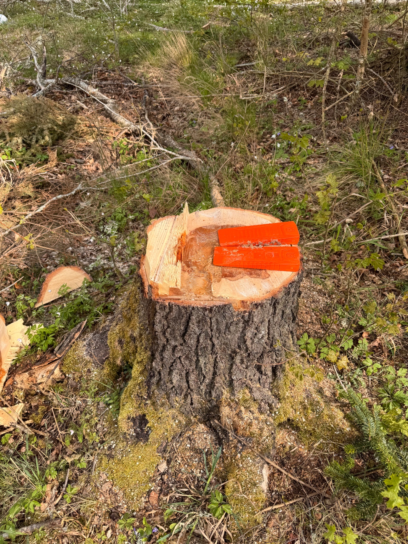 Färsk stubbe med orange brytkilar efter trädfällning